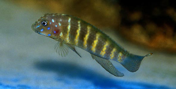 Eretmodus cyanostictus