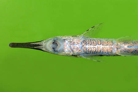 Twig Catfish (Farlowella vittata)