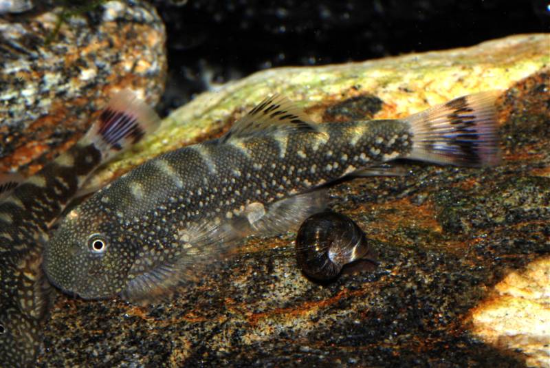 A typically-patterned specimen of G. farragus.