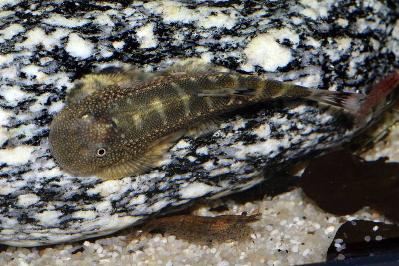 Dorsal view.