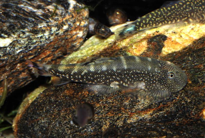 Many specimens possess purple/blue colouration in the caudal fin, not a feature mentioned in this species' description.