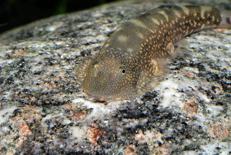 Head-on shot showing the typical patterning of fine spots.