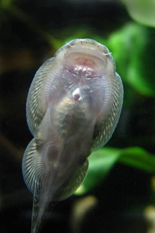 Ventral view.