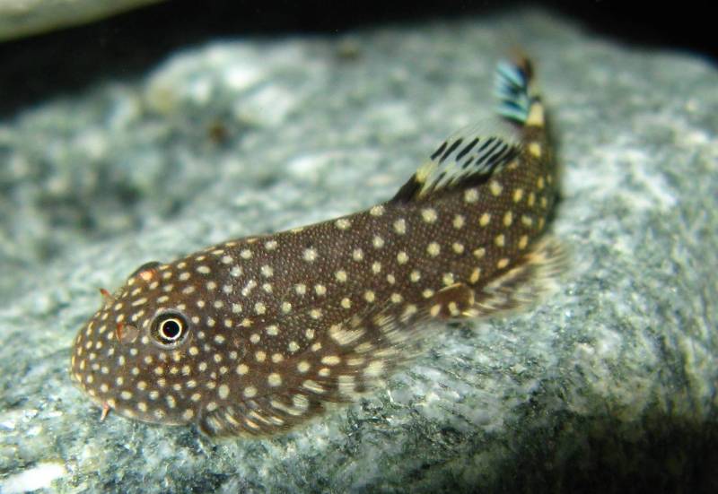 Some specimens show other characters intermediate with G. ctenocephalus; here with quite uniformly-sized body spots.