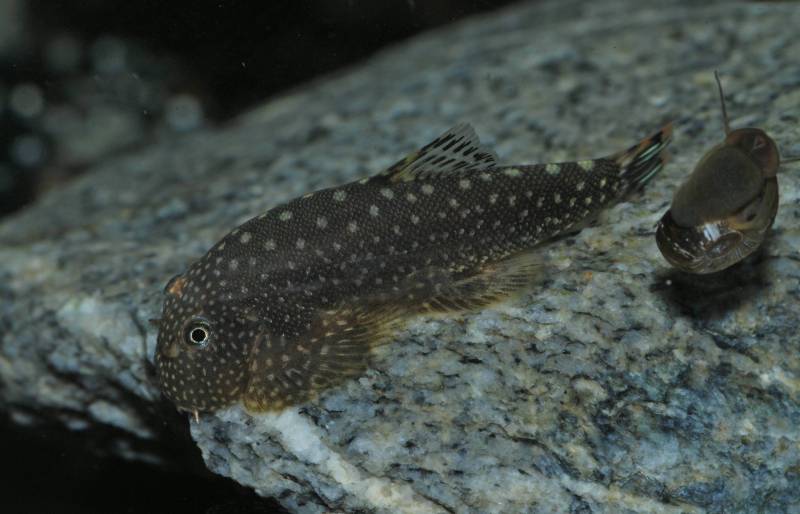 With red distal edges to the caudal fin.