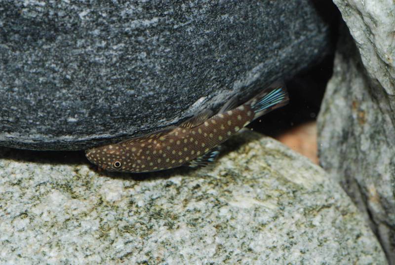 Here a fish with blue in the dorsal-fin resembles G. scitulus rather than G. ctenicephalus.