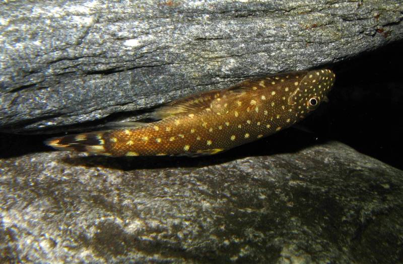 The most common body colouration is a yellowish brown but this can vary between specimens...