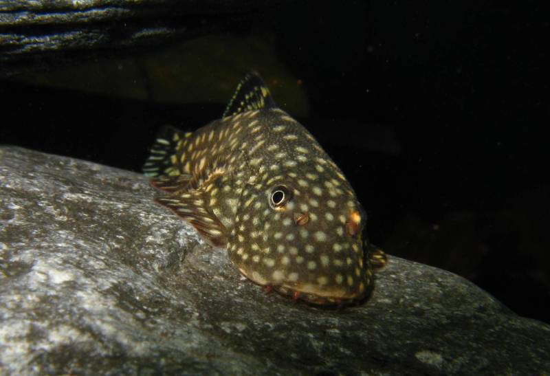 This species also has red barbels and nasal nares.