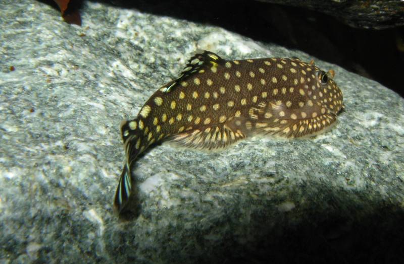 Another specimen with blue and yellow in the dorsal fin.