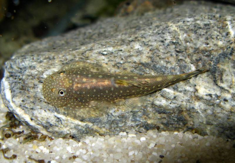 ...although a paling can also be related to stress or the colour of the substrate.