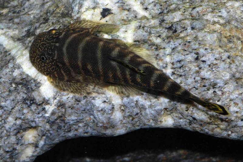 Dorsal view.