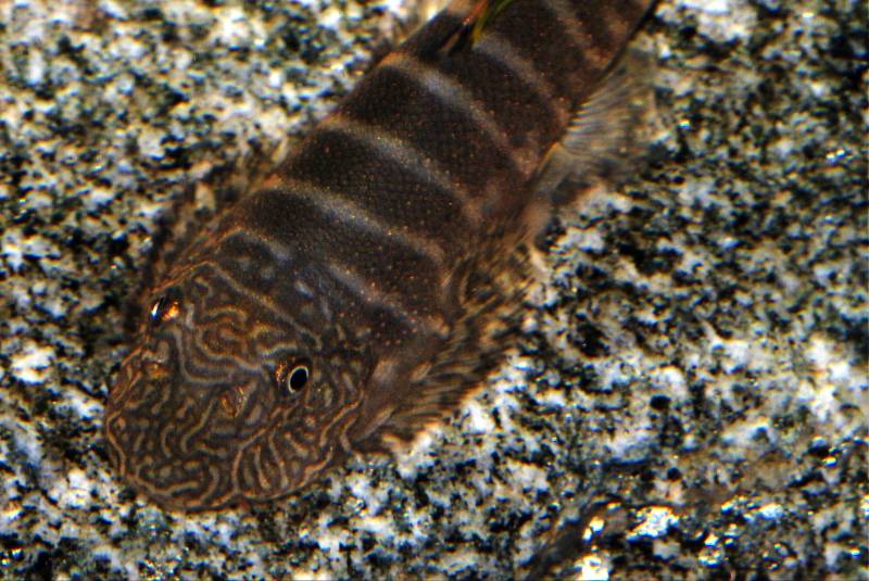 Detail of head patterning.