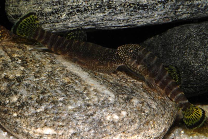 Territorial encounters are common if multiple specimens are present.