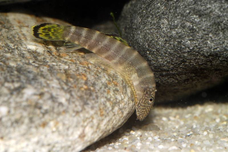 An aquarium for these loaches should contain plenty of smooth rocks to simulate their natural habitat.