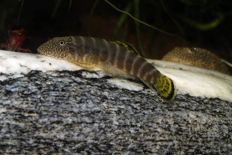 This species does show up in the trade occasionally, often as a contaminant among shipments of other Gastromyzon spp.