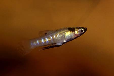 Girardinus metallicus) male