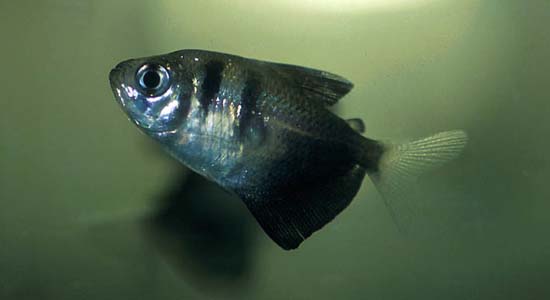 Gymnocorymbus ternetzi juvenile
