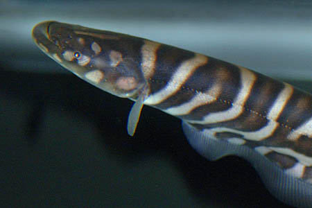 Gymnotus pedanopterus