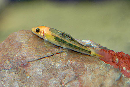 Young specimen of the ornamental form known as 'marbled' or 'piebald'.