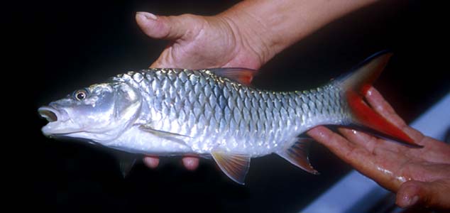 Subadult specimen.