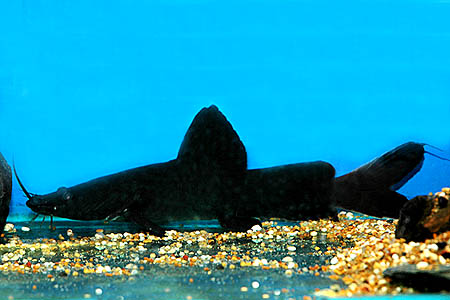 Younger subadult; this is the age at which this species is most often seen on sale.