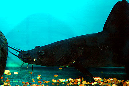 Head detail of subadult.