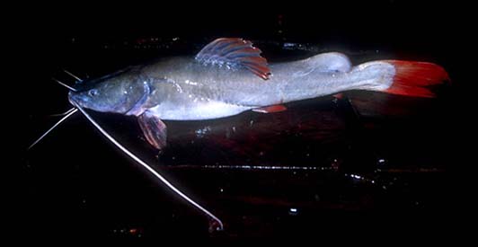 Older subadult.