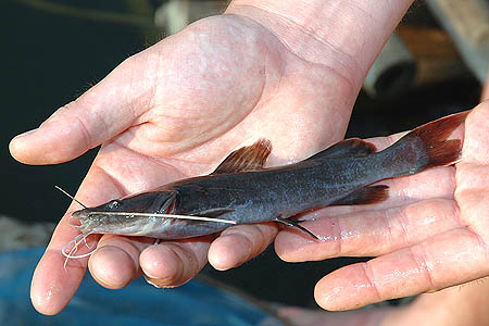 Another subadult.