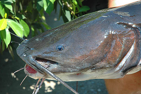Head detail.