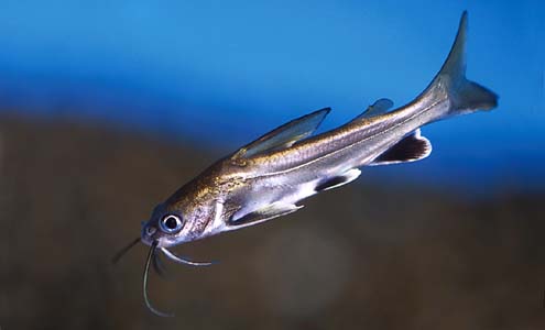 Juvenile specimen; this species is almost always seen on sale at a size of 50 - 100 mm.