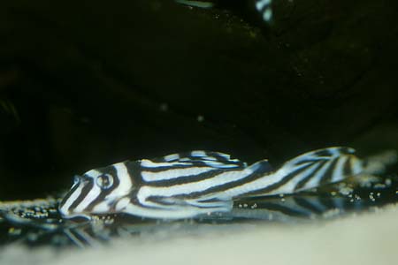Zebra Plec, L046, L098, L173 (Hypancistrus zebra)