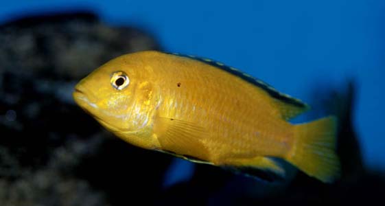Labidochromis caeruleus