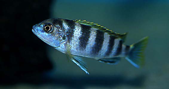 Labidochromis sp. "perlmutt"