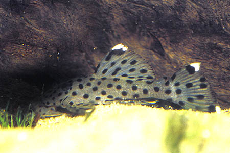 Sultan Plec, L264 (Leporacanthicus joselimai)