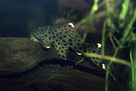 Sultan Plec, L264 (Leporacanthicus joselimai)