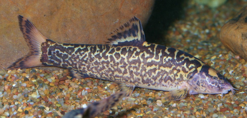 This strikingly-patterned fish appears to be a form of L. taeniops...