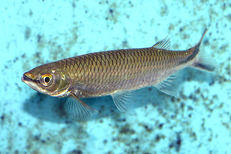 Adult specimen of L. cf. setigerum; this fish is common in the aquarium trade but its identity is unclear.