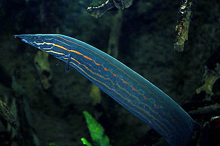 Mastacembelus erythrotaenia