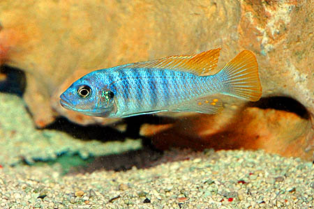 Maylandia greshakei juvenile male