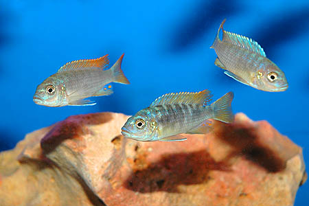 Maylandia greshakei juvenile males