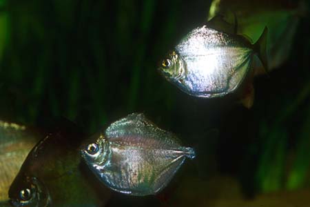 Metynnis hypsauchen
