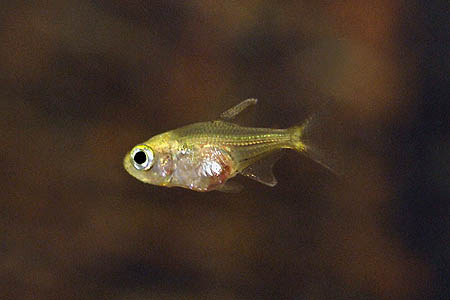 Moenkhausia pittieri juvenile