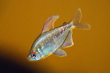 Moenkhausia pittieri male