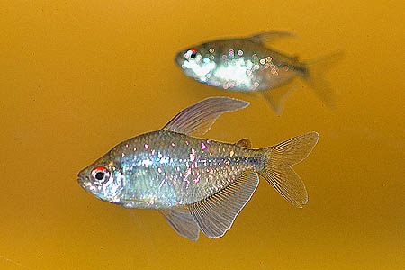 Moenkhausia pittieri male