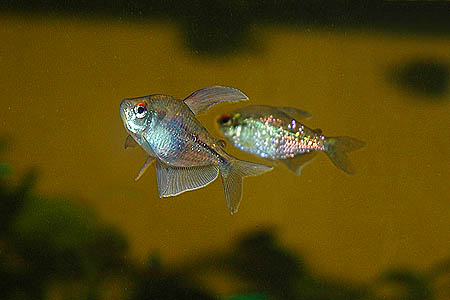 Moenkhausia pittieri pair, male at front