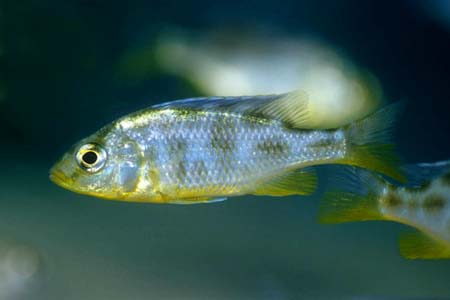 Nimbochromis venustus young male