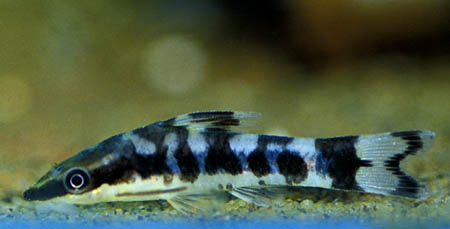 Zebra Otocinclus (Otocinclus cocama)