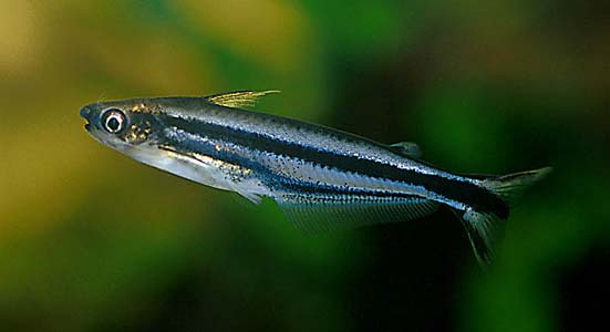 Three Striped African Glass Catfish (Pareutropius buffei)