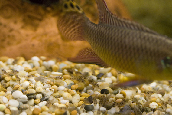 Pelvicachromis taeniatus "Moliwe" male with fry