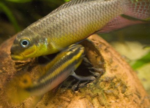 Pelvicachromis taeniatus "Moliwe" pair with fry